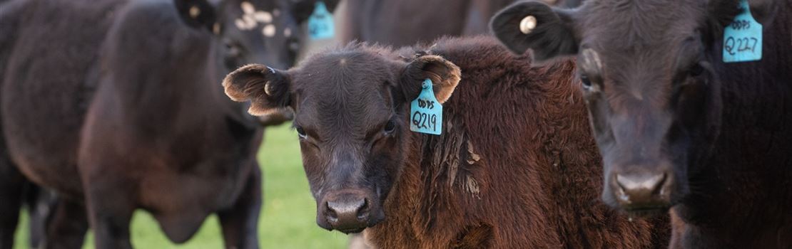 Vantagens e desvantagens do creep-feeding para bovinos