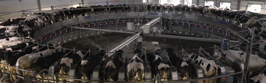 Fazenda Colorado: divisão de lotes por produção de leite garante maior eficiência
