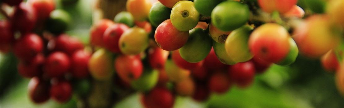 5 cuidados essenciais na colheita do café