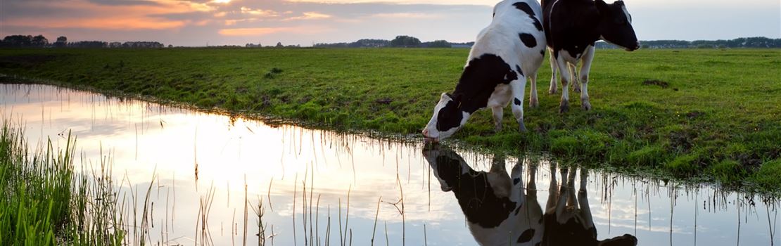 A qualidade da água e o plano de qualificação de fornecedores de leite
