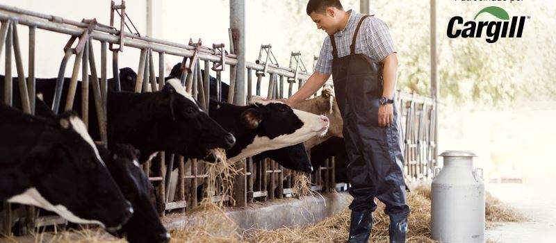 Qual a importância do correto agrupamento de vacas na formulação de dietas?