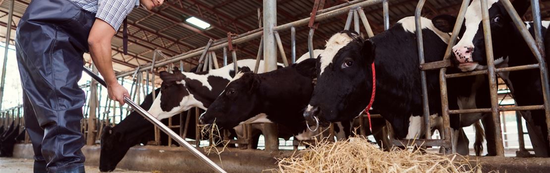 O inverno chegou. Onde estão os alimentos para as nossas vacas leiteiras?