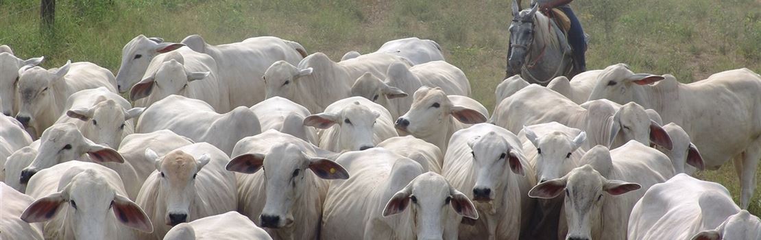 6 estratégias para melhorar os ganhos na recria de bovinos de corte