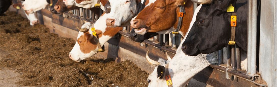 6 melhorias no conforto que aumentam a produção de leite em free stall