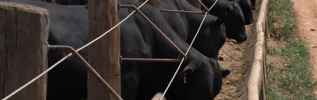 É viável utilizar cana com ureia em bovinos de corte?
