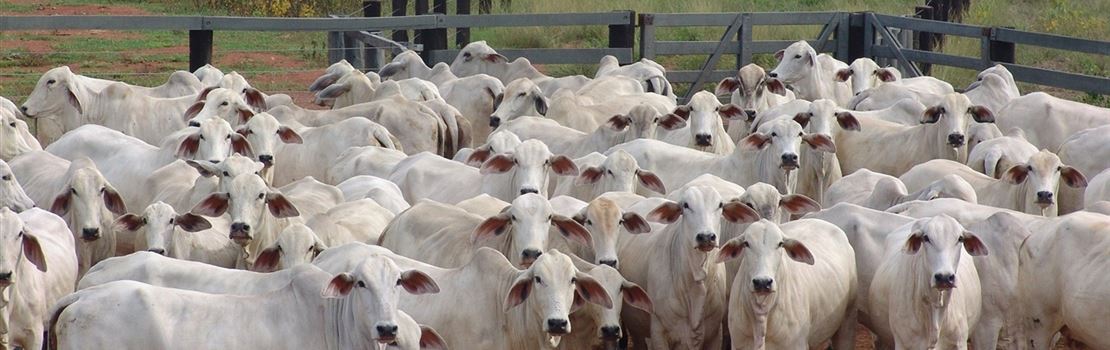 Cuidados na recepção dos animais garantem melhores resultados no confinamento de bovinos