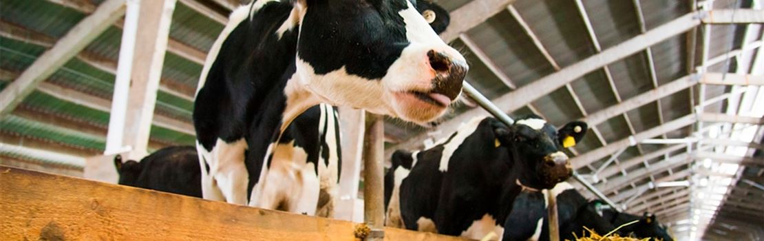 3 formas de melhorar a qualidade do leite promovendo o conforto das vacas
