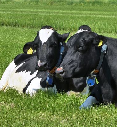 Você sabe qual é a principal questão de bem-estar animal em uma fazenda leiteira?