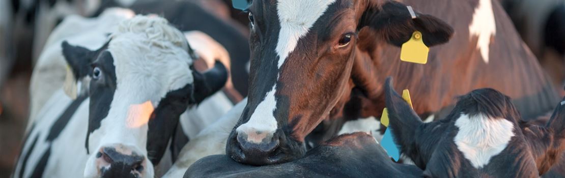 Formulação de dietas para vacas leiteiras com Marcos Neves