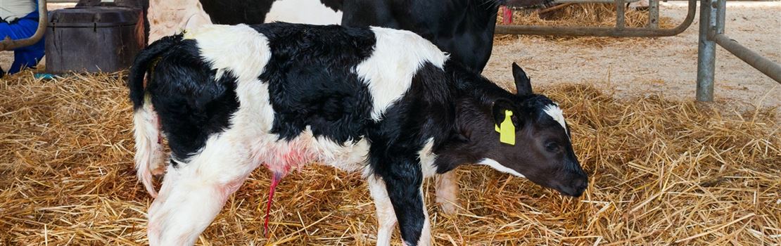 Retenção de placenta em vacas: o que é e como proceder