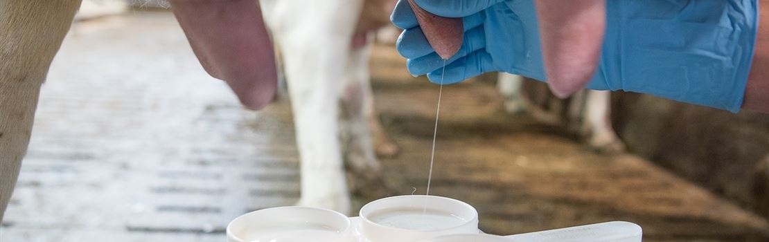 "Quem produz leite na fazenda são os funcionários": entenda a importância do recrutamento