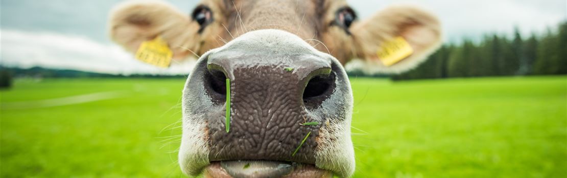 Vacas a pasto produzem mais gordura no leite?