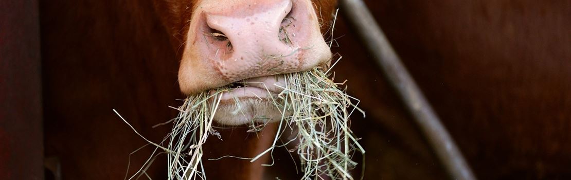 Novo NRC: formulando dietas para bovinos de corte em confinamento