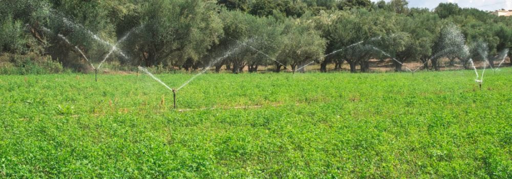 Qual o potencial produtivo em pastagens irrigadas?
