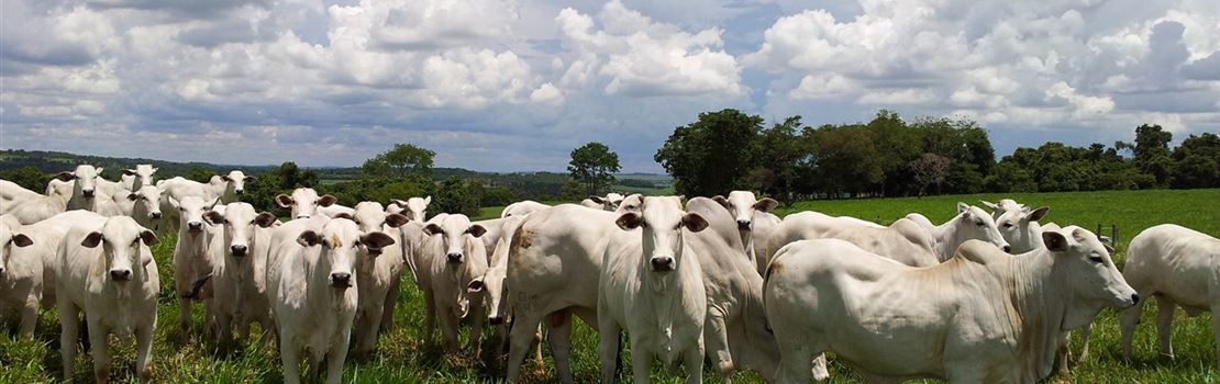 Importância da suplementação mineral para bovinos de corte criados a pasto