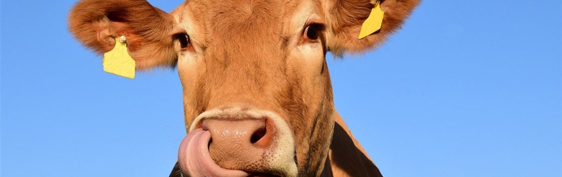 A raça da vaca altera a qualidade do leite?