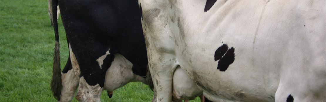 Importância da inseminação artificial na pecuária leiteira