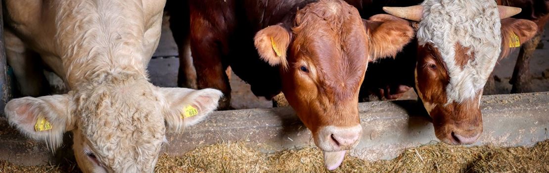 Confinamento de bovinos: fique atento às instalações e ao manejo do cocho!