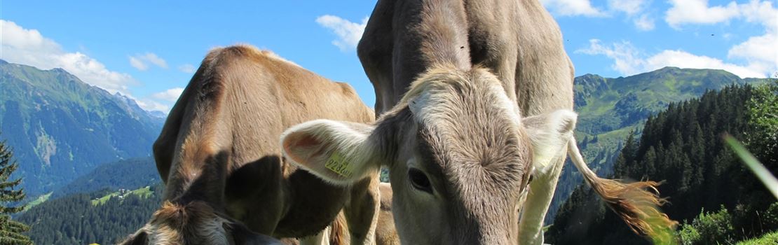 8 pontos chave para o sucesso do desempenho reprodutivo na fazenda leiteira