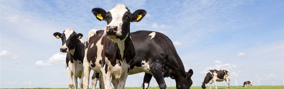 Compreendendo a ruminação e as tecnologias para monitorar o comportamento das vacas - Parte 2/2