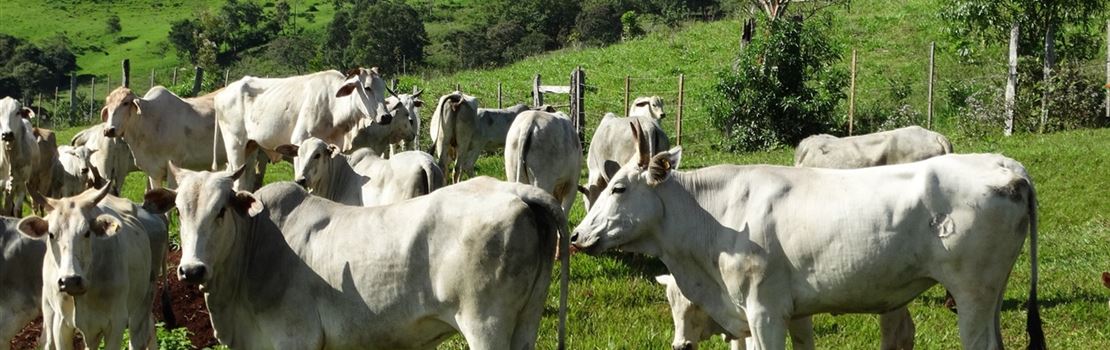 Minerais: Entenda sua importância para bovinos de corte