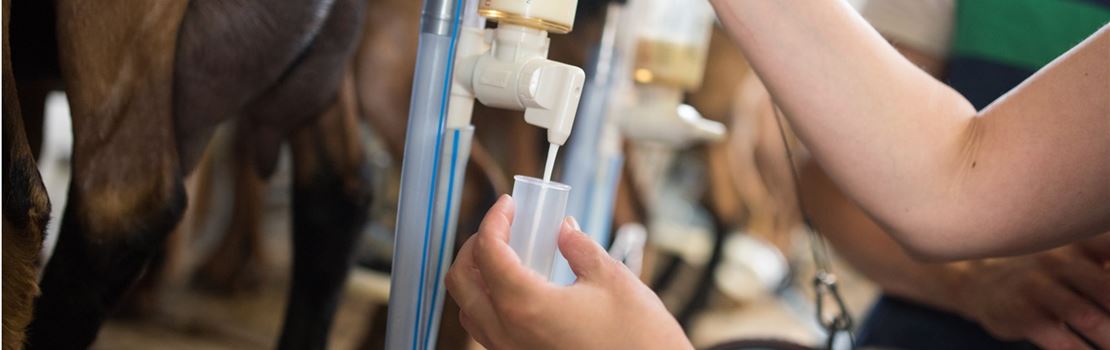 3 erros comuns na coleta de amostras de leite