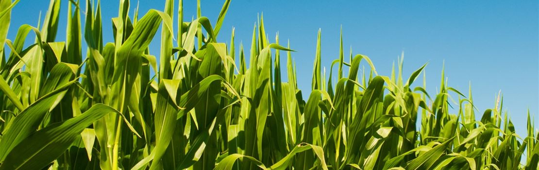 Quais as vantagens do híbrido stay green na produção de silagem de milho?