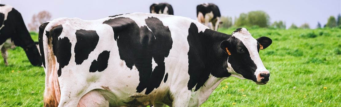 Como o monitoramento das atividades de vacas em transição pode ajudar você?