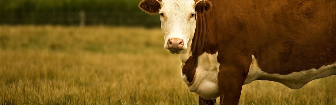 Aborto por Neospora caninum em bovinos: o que você precisa saber