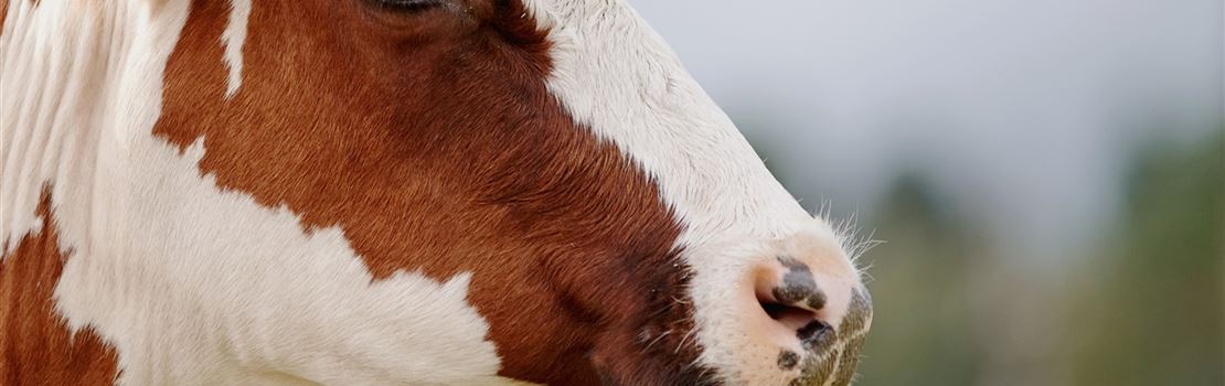 Manejo de vacas secas: chave para reduzir a mastite no futuro