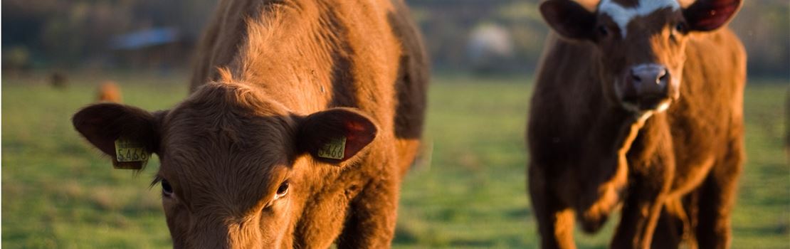 Como o comportamento ingestivo de bovinos leiteiros pode influenciar na produção do rebanho?