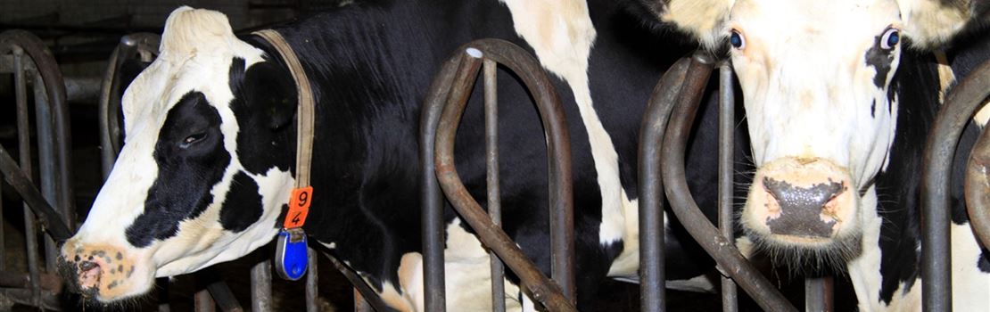 Estresse da vaca de transição: você é parte do problema?