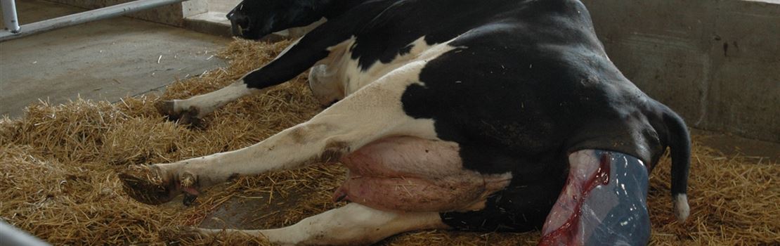 Quais hormônios regulam o sistema reprodutivo de fêmeas bovinas?