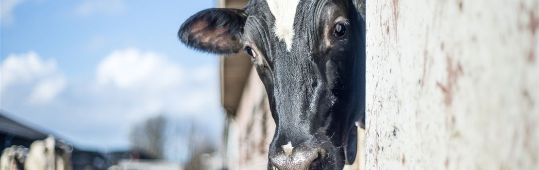 Ionóforos: você sabe quais são seus benefícios na dieta de vacas leiteiras?