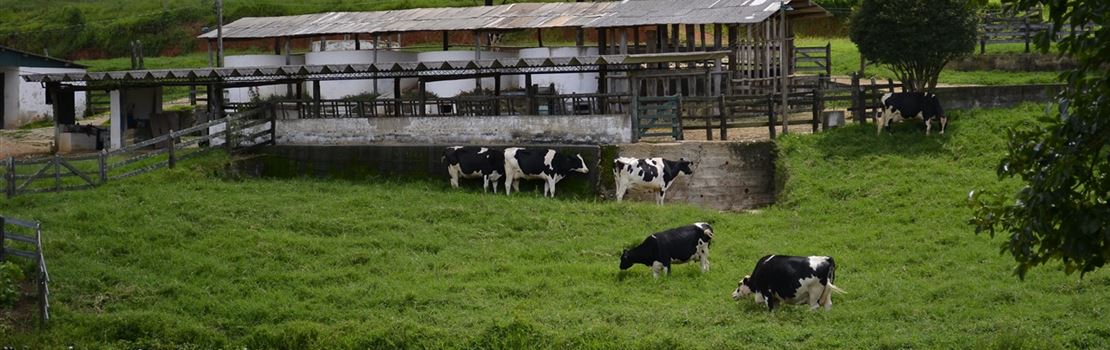 10 oportunidades de gestão em fazendas leiteiras durante períodos de baixa margem - Parte 1/2