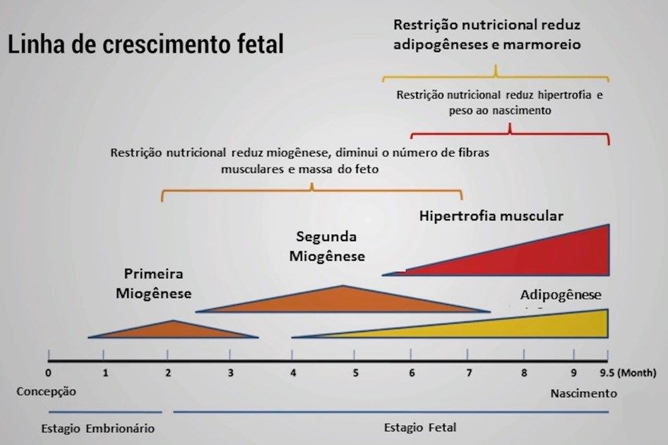 programação fetal