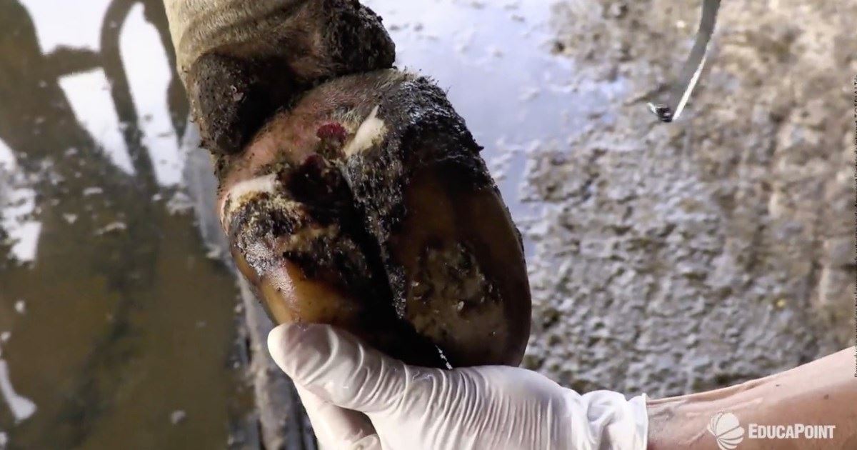 Biofilme cobrindo a lesão do casco