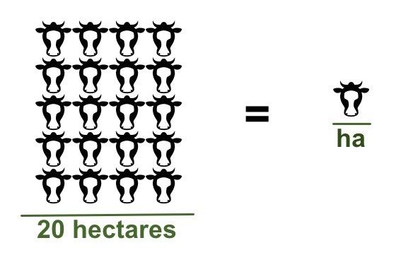 20 vacas em lactação/20 hectares = 1 vaca em lactação/hectare