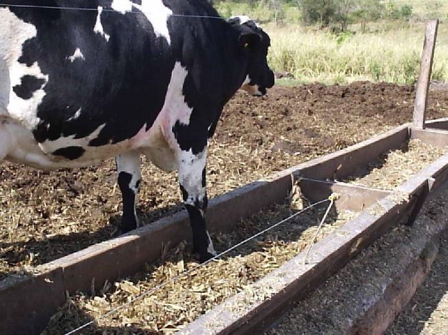 Vaca pisando no cocho