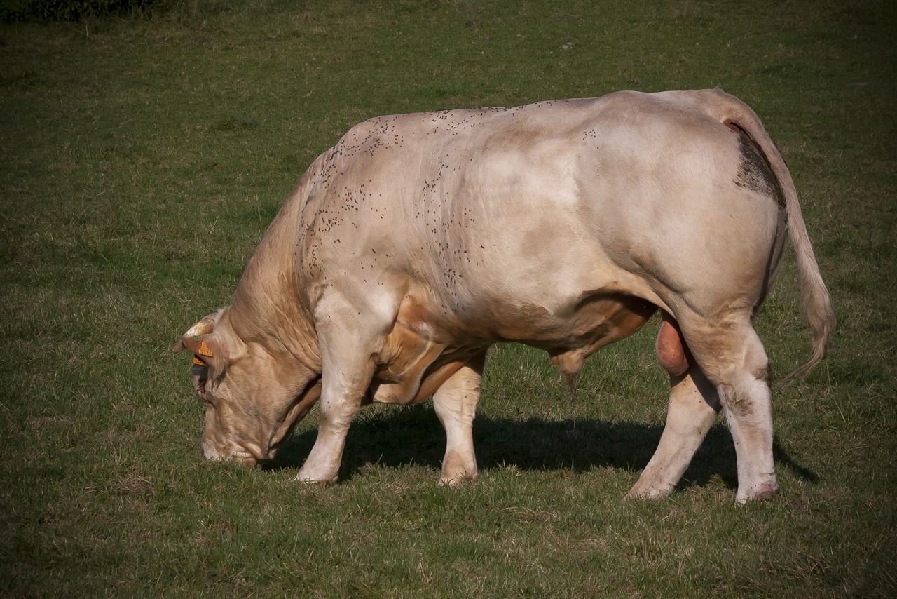 Bull cock. Бык самец.