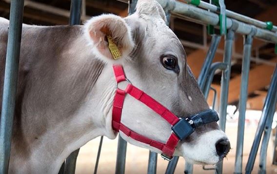 Sensor medidor do comportamento ingestivo na forma de cabresto