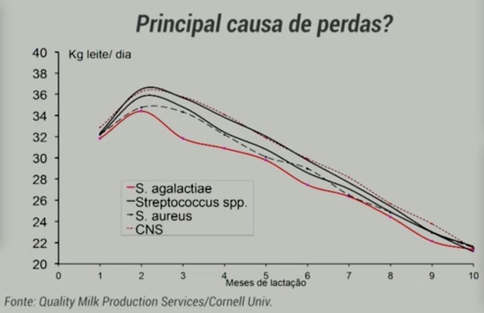 Perdas na produção de leite causadas por diferentes microrganismos causadores de mastite